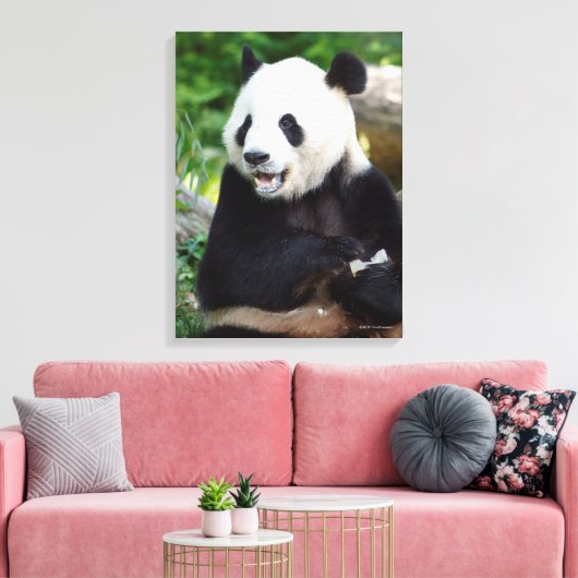 Giant Panda Eating Bamboo Canvas Afdruk (Insitu (Woonkamer))