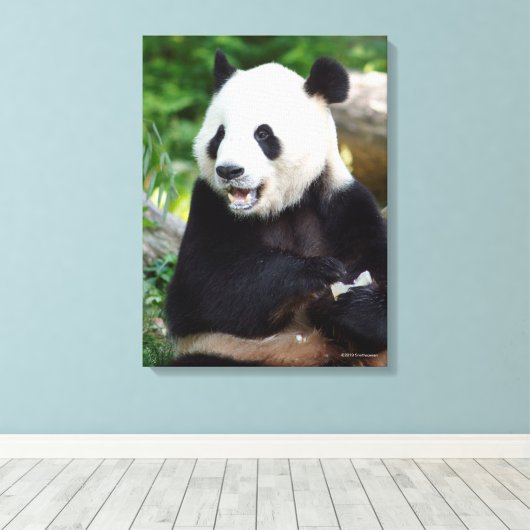 Giant Panda Eating Bamboo Canvas Afdruk (Insitu (Houten vloer))