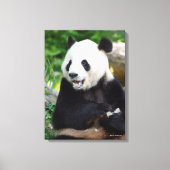 Giant Panda Eating Bamboo Canvas Afdruk (Voorkant)