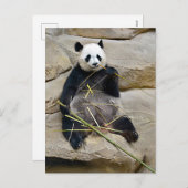 Giant panda eating bamboo feestdagenkaart (Voorkant / Achterkant)