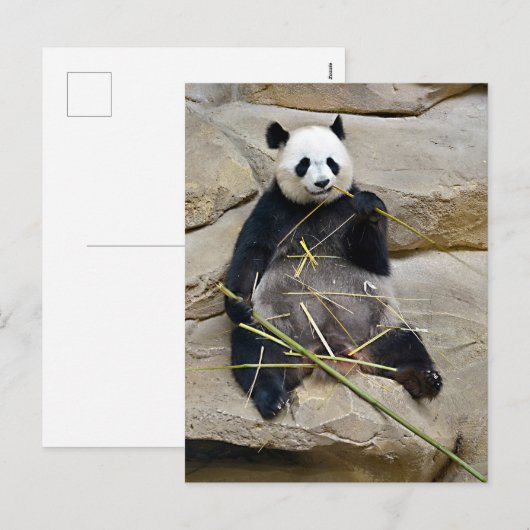 Giant panda eating bamboo feestdagenkaart (Voorkant / Achterkant)