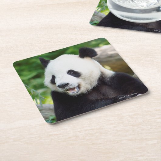 Giant Panda Eating Bamboo Kartonnen Onderzetters (Schuin)