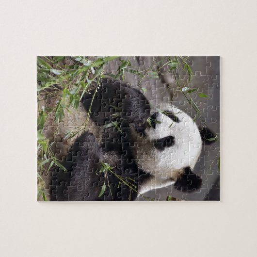 Giant panda eating bamboo legpuzzel (Horizontaal)