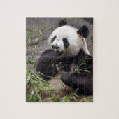 Giant panda eating bamboo legpuzzel (Verticaal)