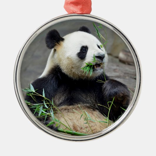 Giant panda eating bamboo metalen ornament (Voorkant)