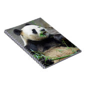 Giant panda eating bamboo notitieboek (Rechterzijde)