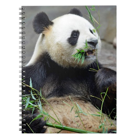 Giant panda eating bamboo notitieboek (Voorkant)