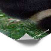 Giant Panda Eating Bamboo Poster (Hoek)