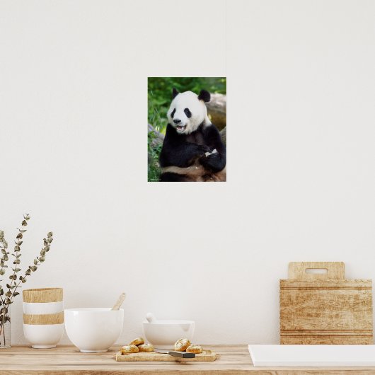 Giant Panda Eating Bamboo Poster (Keuken)