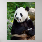 Giant Panda Eating Bamboo Poster (Voorkant)