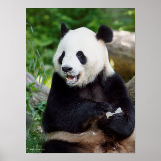 Giant Panda Eating Bamboo Poster (Voorkant)