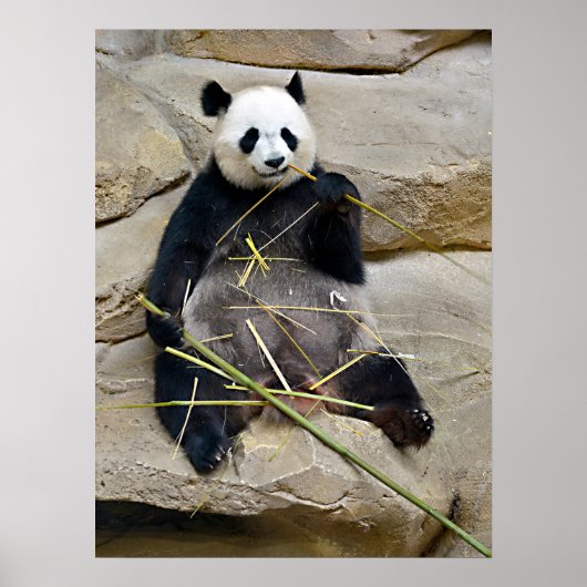 Giant panda eating bamboo poster (Voorkant)