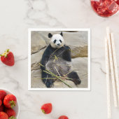 Giant panda eating bamboo servet (Insitu)