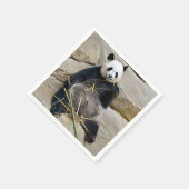 Giant panda eating bamboo servet (Hoek)