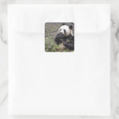 Giant panda eating bamboo vierkante sticker (Tas)