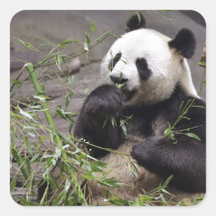 Giant panda eating bamboo vierkante sticker