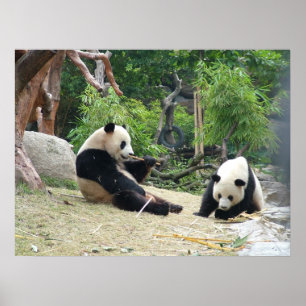 Giant Panda en Bamboo Poster
