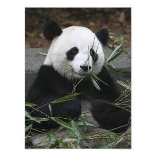 Giant panda foto afdruk
