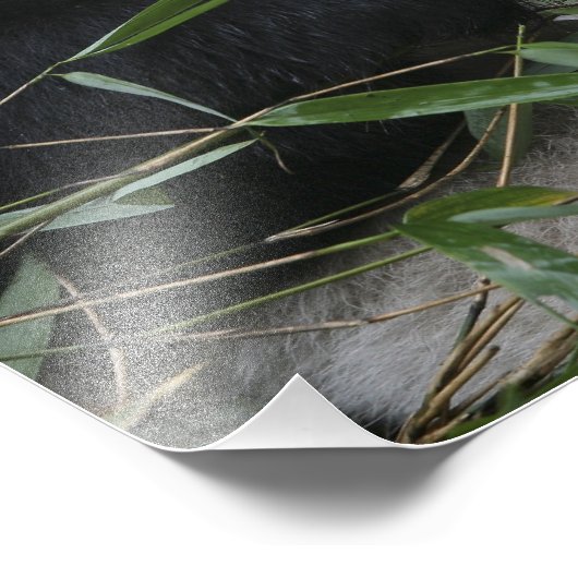 Giant panda foto afdruk (Hoek)