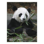 Giant panda foto afdruk (Voorkant)