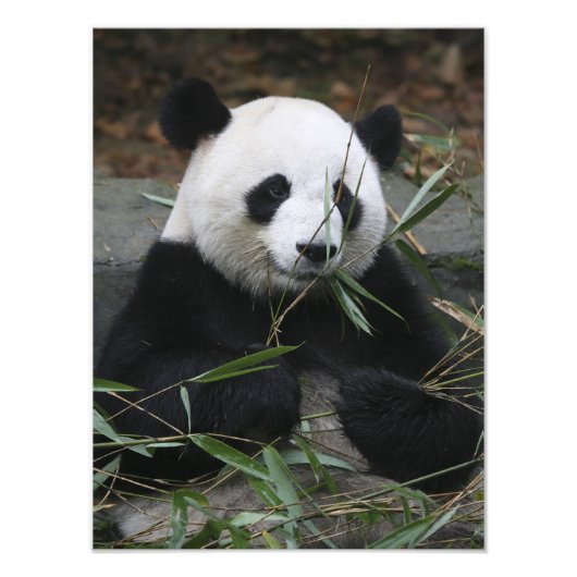 Giant panda foto afdruk (Voorkant)