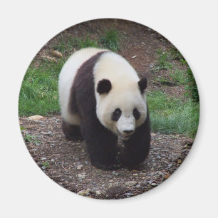 Giant Panda Foto Circle Magnet