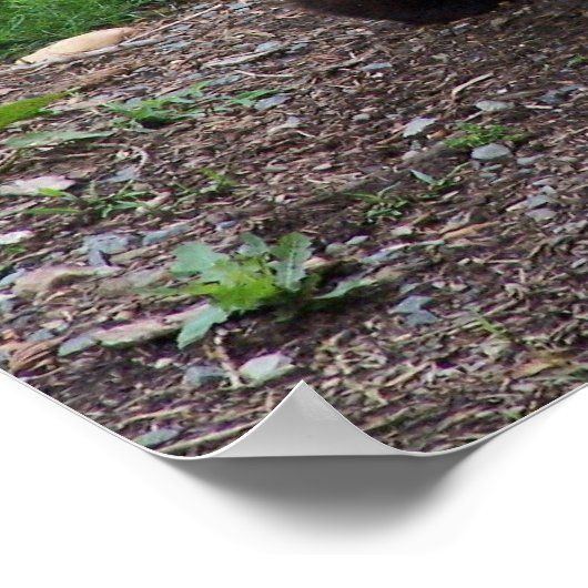 Giant Panda Foto Poster (Hoek)