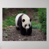 Giant Panda Foto Poster (Voorkant)