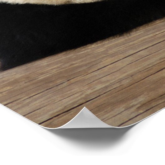 Giant Panda Framed Print (Hoek)