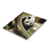 Giant Panda Gao Gao in de dierentuin van San Diego Tegeltje (Zijkant)