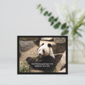Giant panda greetings card briefkaart (Staand voorkant)