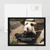 Giant panda greetings card briefkaart (Voorkant / Achterkant)