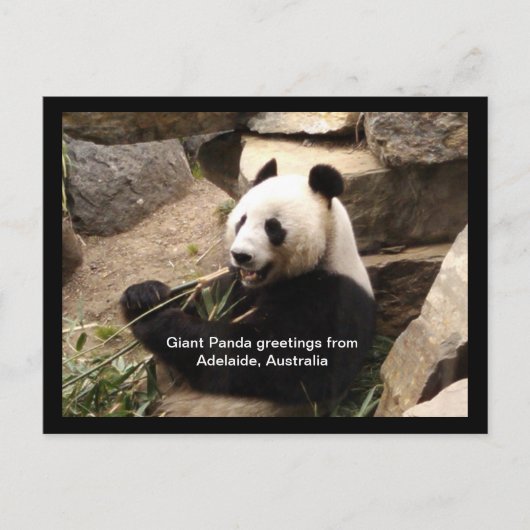 Giant panda greetings card briefkaart (Voorkant)