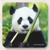Giant Panda Holding Bamboo Bier Onderzetter (Voorkant)