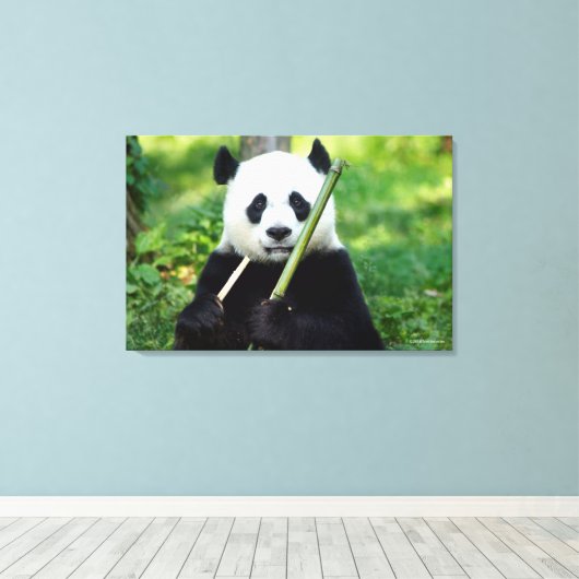 Giant Panda Holding Bamboo Canvas Afdruk (Insitu (Houten vloer))