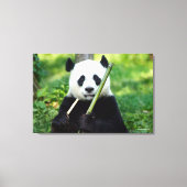 Giant Panda Holding Bamboo Canvas Afdruk (Voorkant)