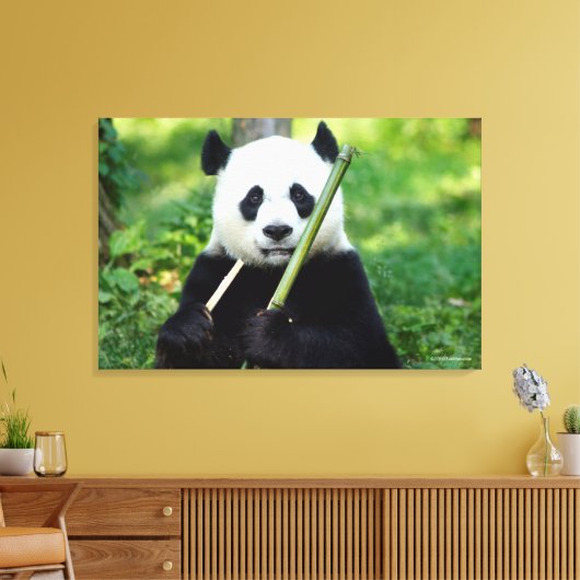 Giant Panda Holding Bamboo Canvas Afdruk (Insitu (Woonkamer))
