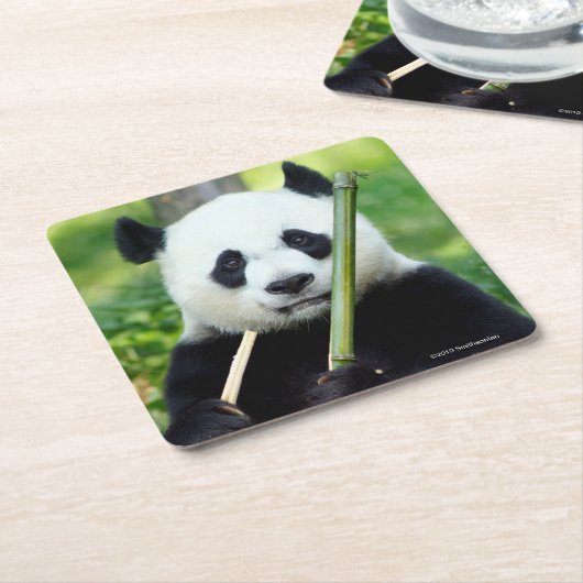 Giant Panda Holding Bamboo Kartonnen Onderzetters (Schuin)