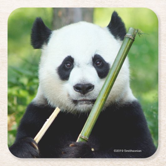 Giant Panda Holding Bamboo Kartonnen Onderzetters (Voorkant)