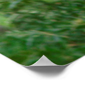 Giant Panda Holding Bamboo Poster (Hoek)