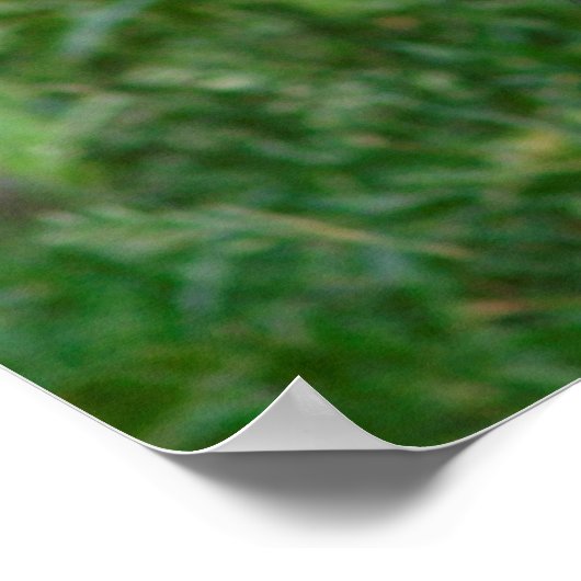 Giant Panda Holding Bamboo Poster (Hoek)