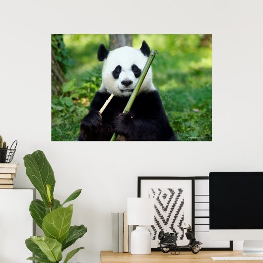Giant Panda Holding Bamboo Poster (Thuiskantoor)