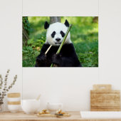 Giant Panda Holding Bamboo Poster (Keuken)