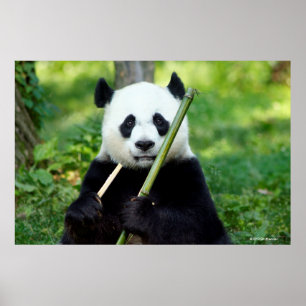 Giant Panda Holding Bamboo Poster