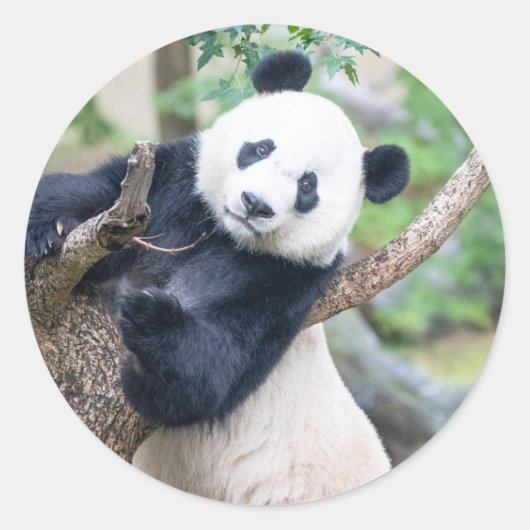 Giant Panda in een Sticker (Voorkant)