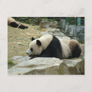 Giant panda in een wilde dierentuinfoto. briefkaart