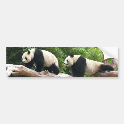Giant panda in een wilde dierentuinfoto. bumpersticker (Voorkant)