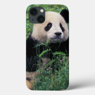 Giant panda in het gras, Wolong Valley, Sichuan Case-Mate iPhone Case