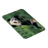 Giant panda in het gras, Wolong Valley, Sichuan Magneet (Rechterzijde)