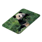 Giant panda in het gras, Wolong Valley, Sichuan Magneet (Linkerzijde)
